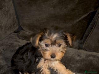 Yorkshire Terrier dogs Yorkshire Terrier Pups - Advert 9