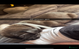 Cane Corso dogs for sale: Cane Corso first litter of puppies !! - Image 11