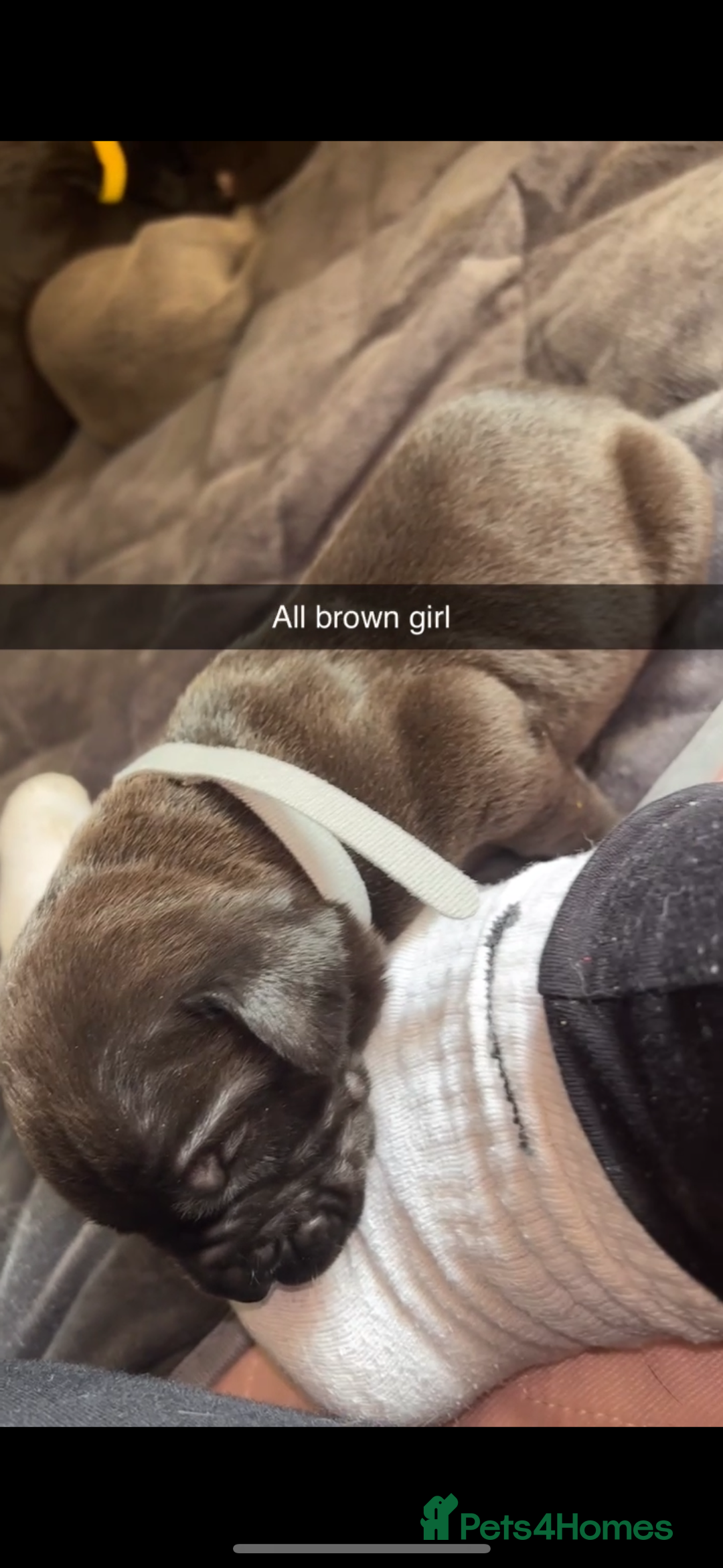 Cane Corso dogs for sale: Cane Corso first litter of puppies !! - Image 11