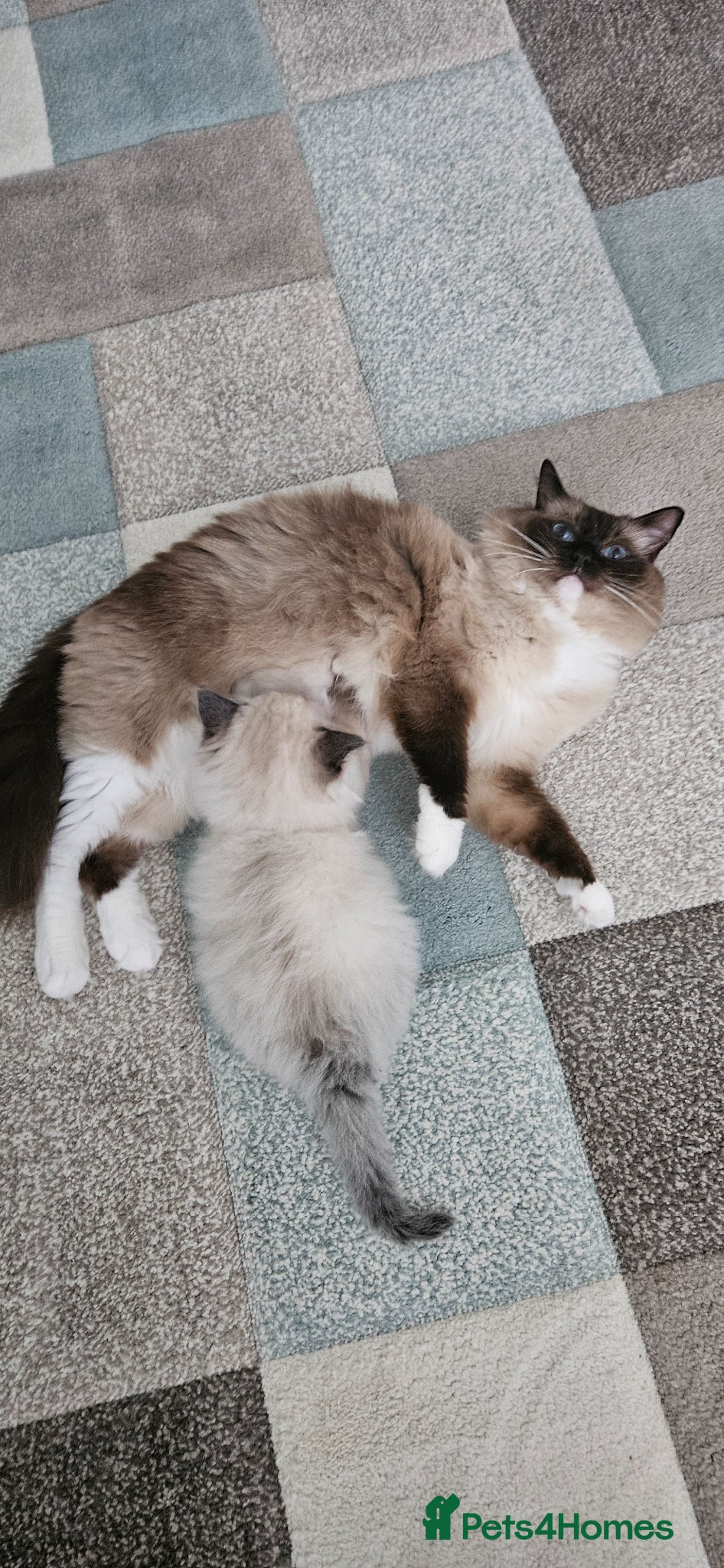 Ragdoll cats Stunning Ragdoll kittens.  - Advert 2