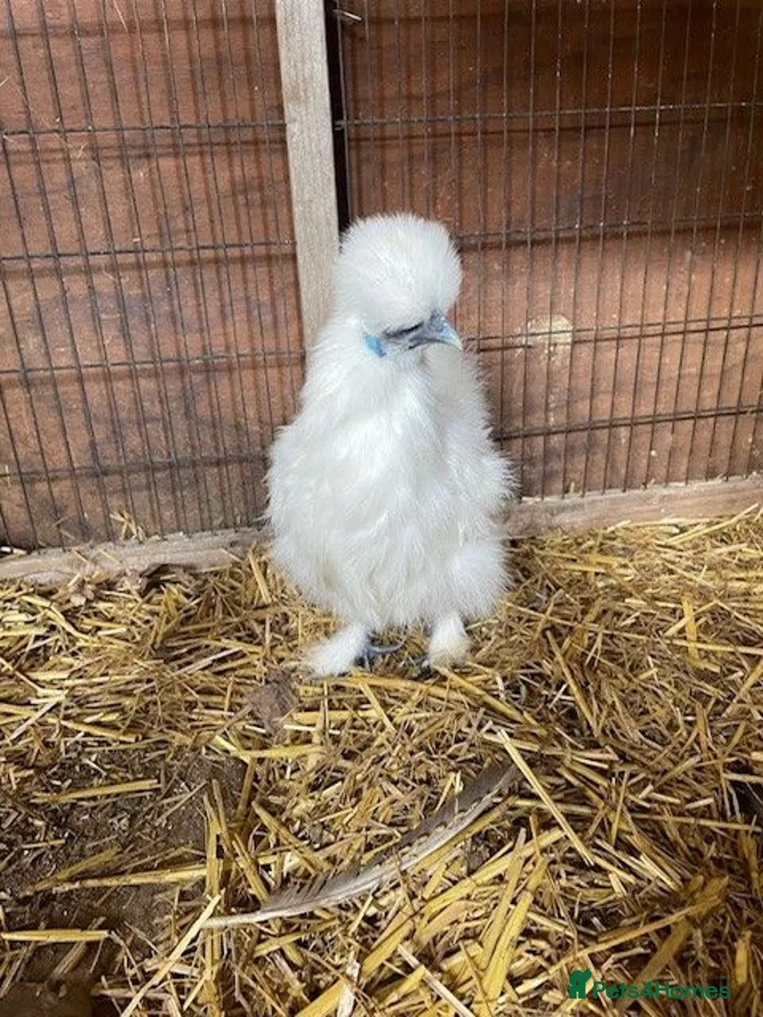 Mixed Breed birds for sale: Silkie chickens - Advert 1