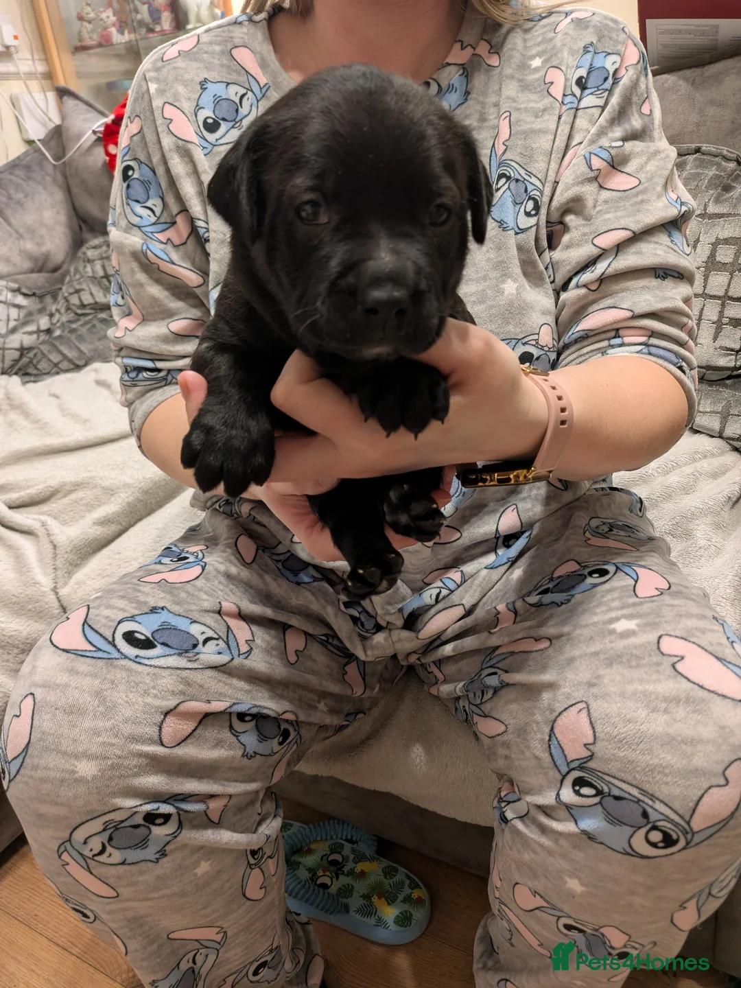 Mixed Breed dogs for sale: 7 beautiful Staffador puppies  - Advert 2