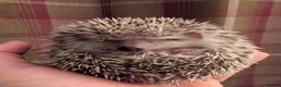 Pygmy Hedgehog rodents for sale: African pygmy hedgehog  - Advert 3