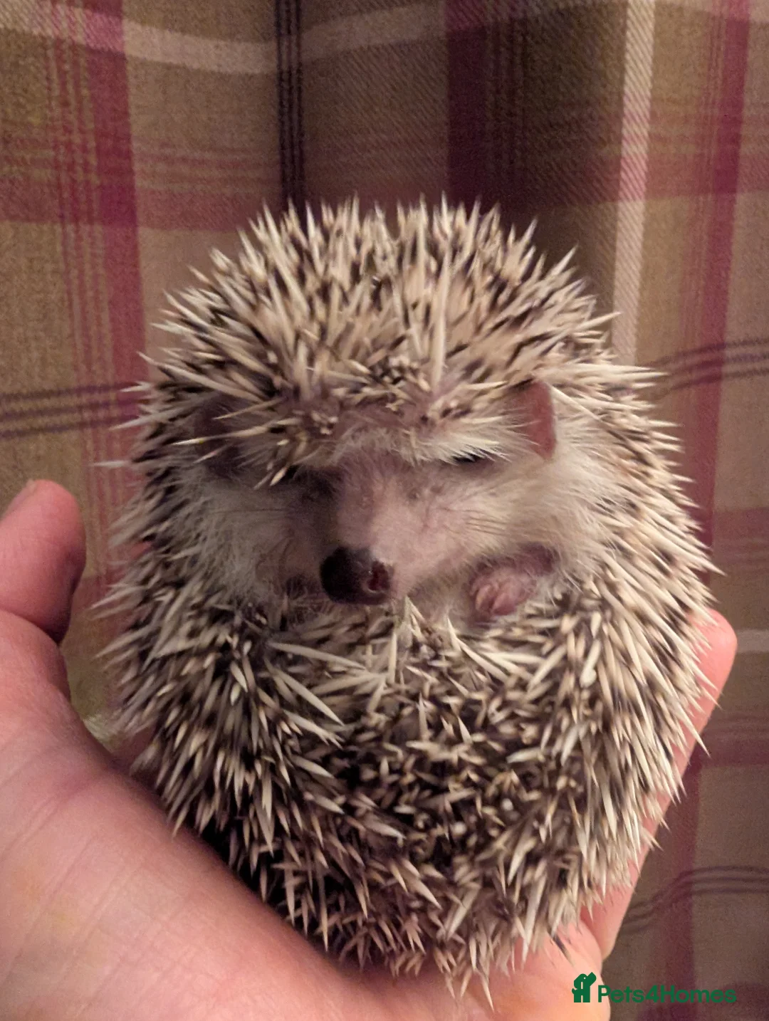 Pygmy Hedgehog rodents for sale: African pygmy hedgehog  - Advert 3