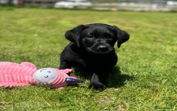 Labrador Retriever dogs for sale: Black Labrador puppies - Image 1