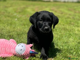 Labrador Retriever dogs - Advert 3
