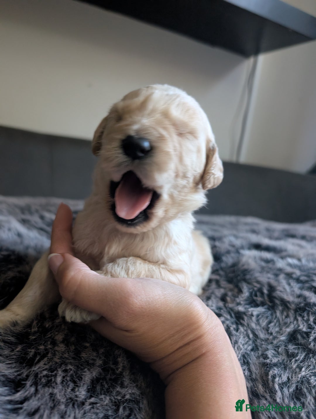 Labradoodle dogs for sale: F1 Labradoodle puppies  - Image 14