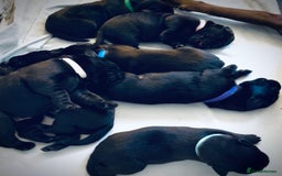 Labrador Retriever dogs for sale: Ready on 11th of December  - Image 6