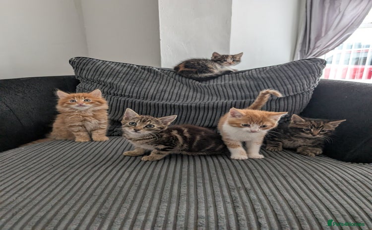 Mixed Breed cats - Advert 2