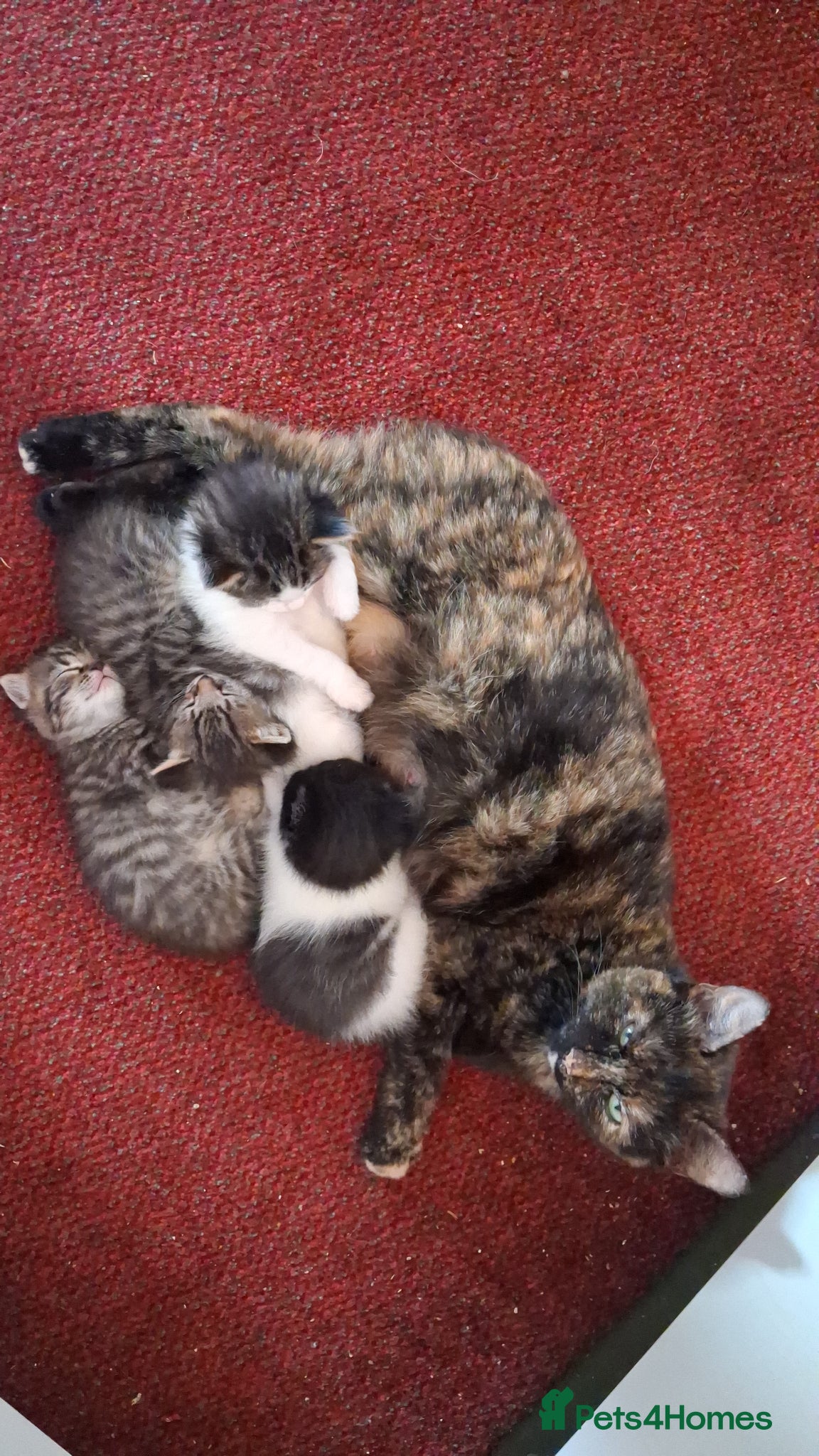 Mixed Breed cats for sale: 2 Female Tabby Kittens in Ormskirk - Advert 7