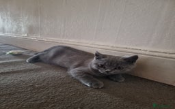 British Shorthair cats for sale: British short hair kittens for sale  - Image 9
