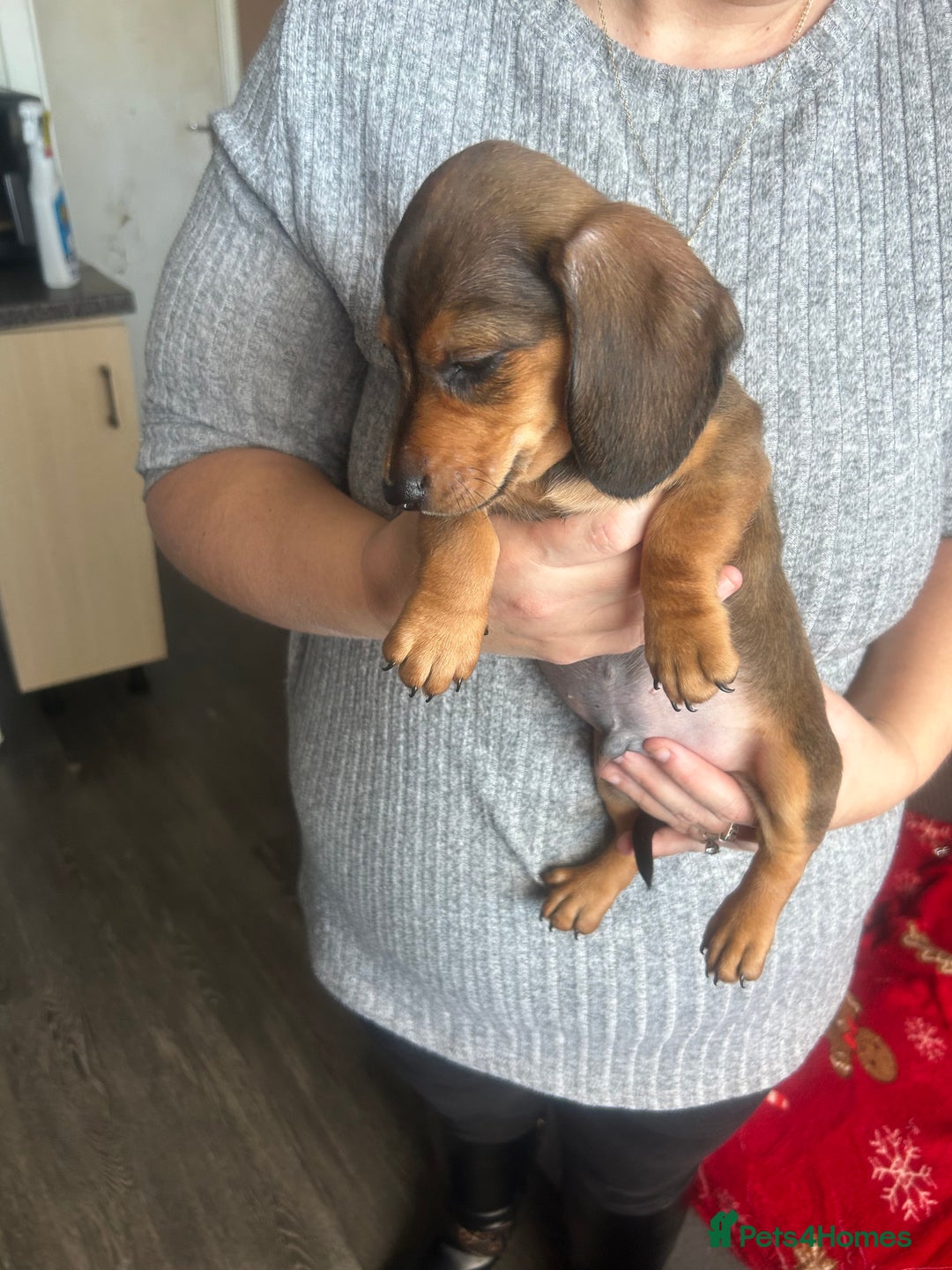 Miniature Dachshund dogs for sale: Miniature dachshund - Advert 20
