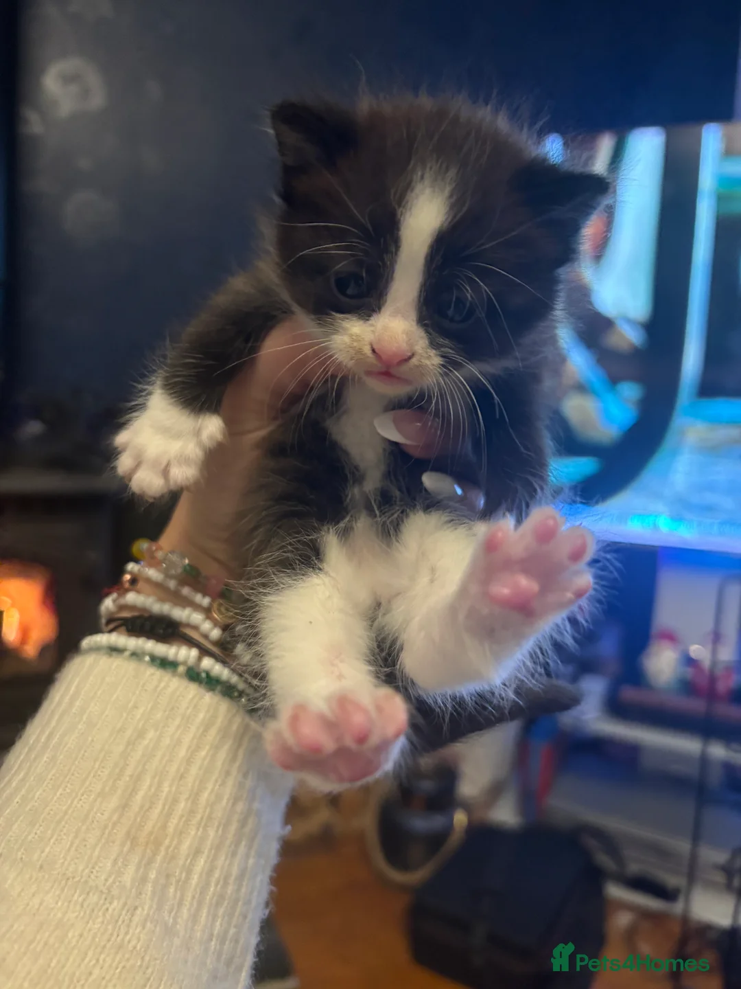 Domestic Shorthair cats for sale: 4 Tuxedo Kittens - Advert 4