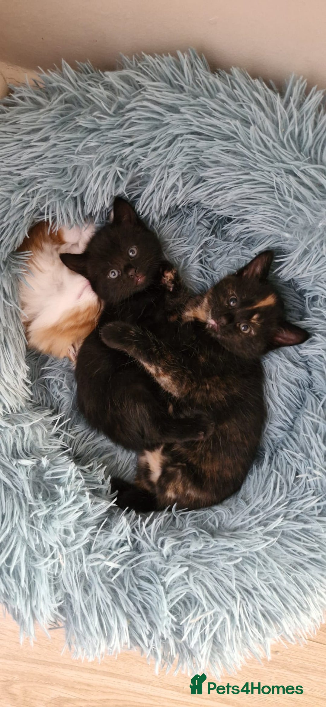 Mixed Breed cats for sale: Adorable kittens  - Image 13