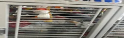 Parrots birds for sale: African grey timneh parrot in Smethwick - Advert 4