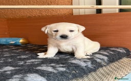 Labrador Retriever dogs for sale: 9 KC Registered White/Yellow Labrador puppies in Prestatyn - Image 7