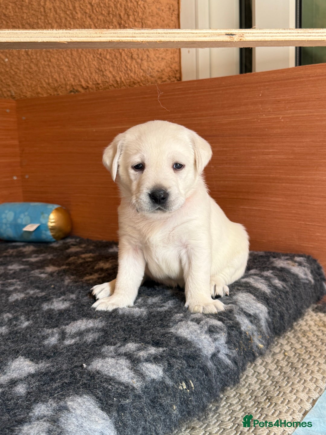 Labrador Retriever dogs for sale: 9 KC Registered White/Yellow Labrador puppies in Prestatyn - Image 7
