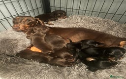 Miniature Dachshund dogs for sale: Beautiful miniature dachshunds  - Image 2