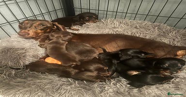 Miniature Dachshund dogs - Advert 15