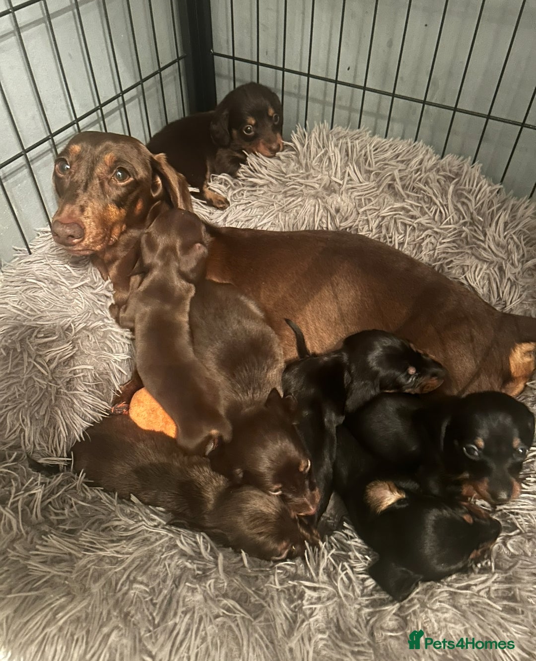 Miniature Dachshund dogs for sale: Beautiful miniature dachshunds  - Image 2