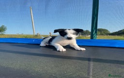 Border Collie dogs for sale: Loving homes wanted in Narberth - Image 14