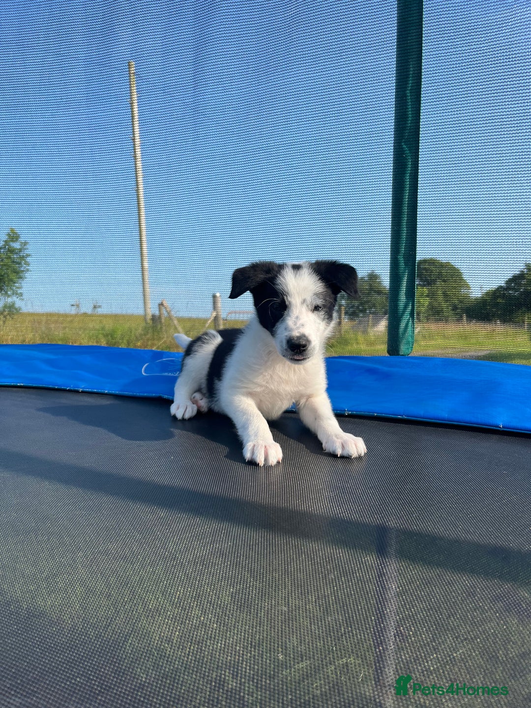 Border Collie dogs for sale: Loving homes wanted in Narberth - Image 14