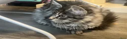 Maine Coon cats for sale: Georgeous Maine coon kittens active register - Advert 2