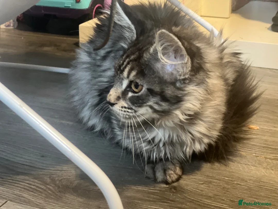 Maine Coon cats for sale: Georgeous Maine coon kittens active register - Advert 2