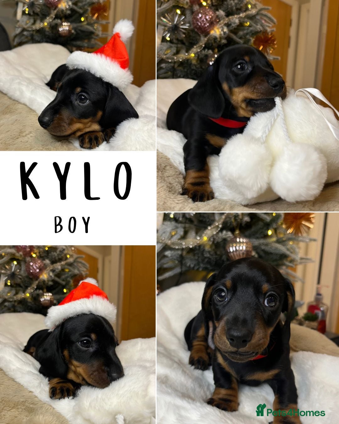 Dachshund dogs for sale: Stunning KC Miniature dachshunds - Advert 13