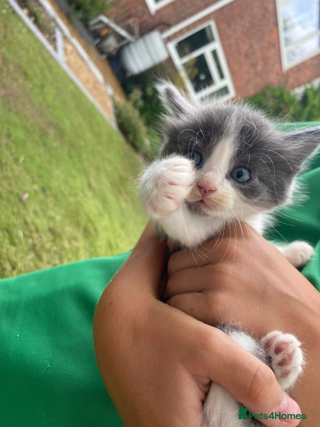 Ragdoll cats for sale: Ragdoll cross kittens  - Image 5