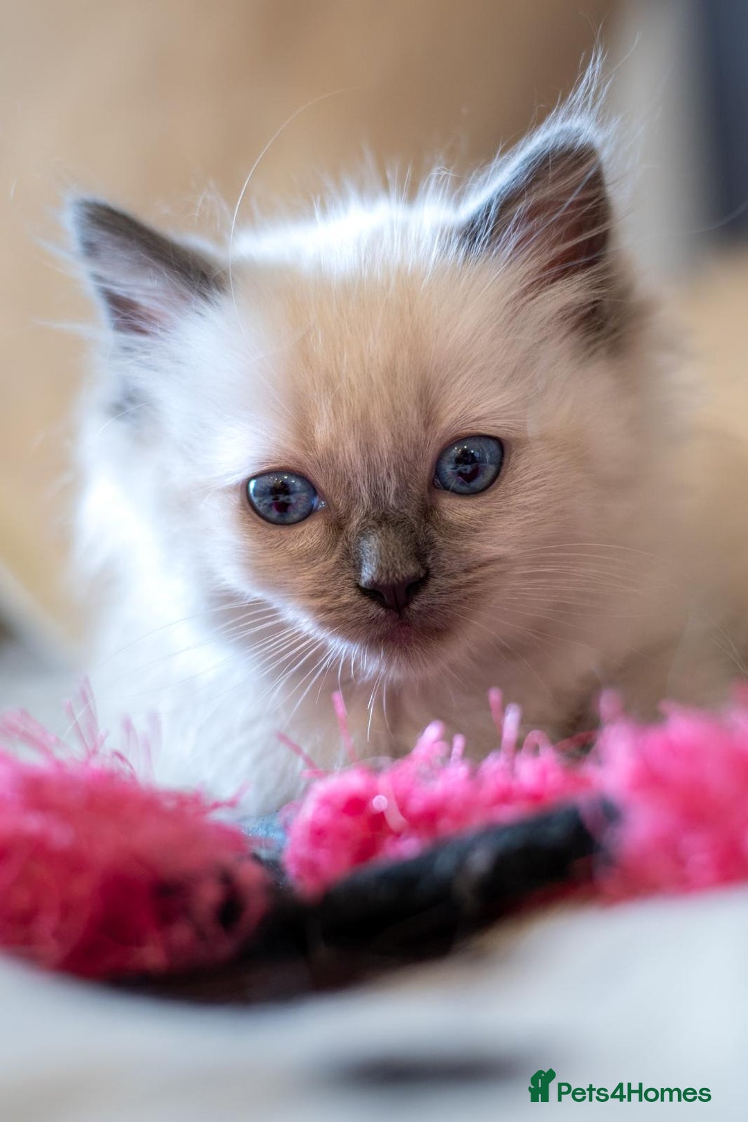 Ragdoll cats for sale: 🏅Last 2 GCCF Ragdoll kittens Ready now - Advert 10