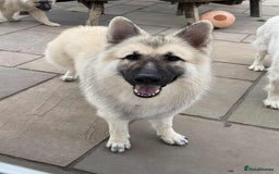 German Shepherd dogs for stud: FOR STUD. CREAM SABLE. LONG COATED. HEALTH TESTED in Royston - Image 9