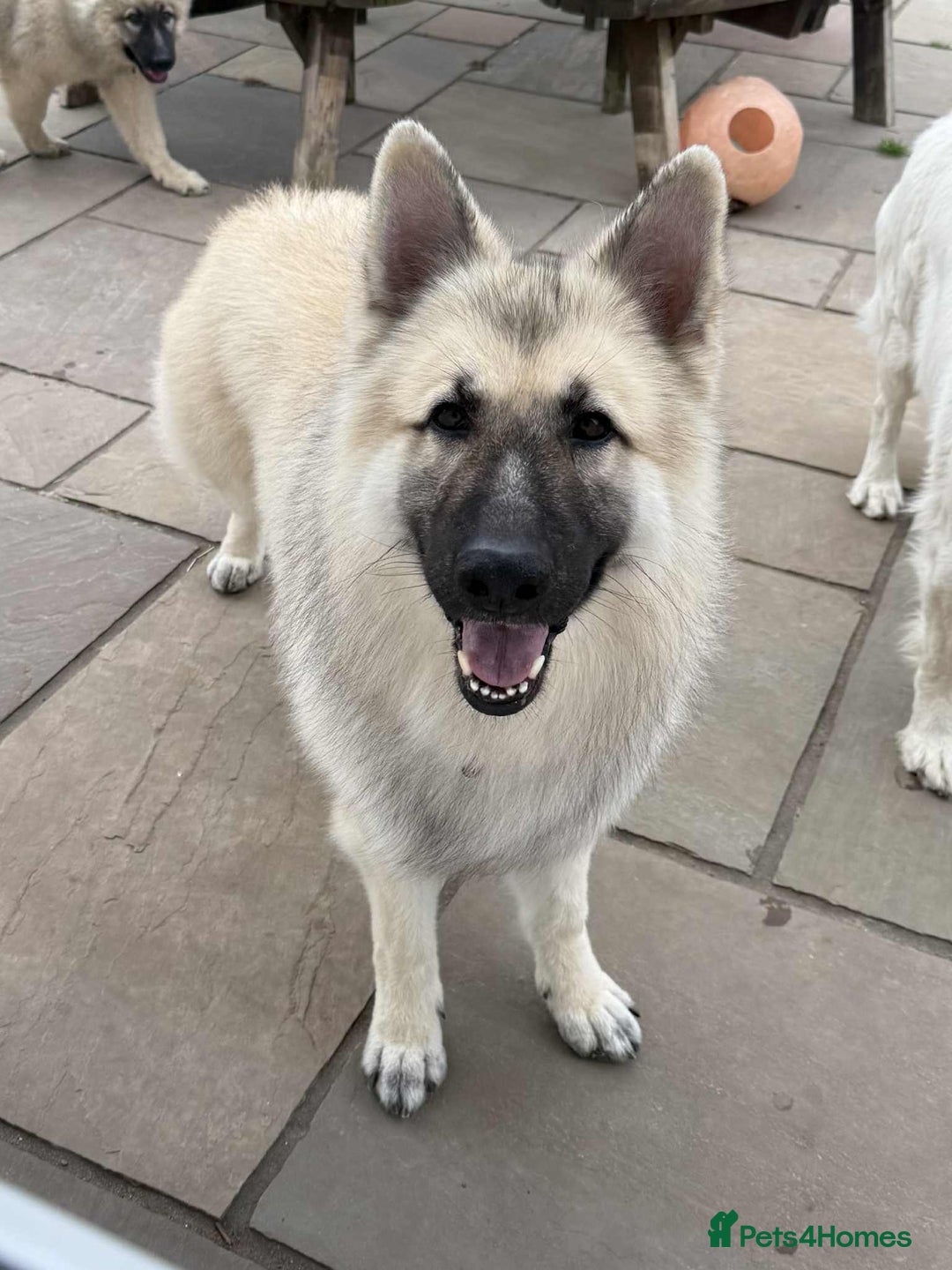 German Shepherd dogs for stud: FOR STUD. CREAM SABLE. LONG COATED. HEALTH TESTED in Royston - Image 9