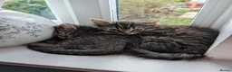 Mixed Breed cats for sale: Beautiful kittens ready for new homes NOW! in King's Lynn - Advert 24