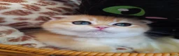 Scottish Fold cats for sale: ⭐️ Top Quality Scottish Fold Kittens ⭐️ - Advert 10