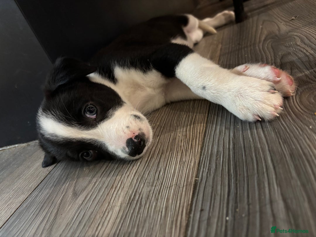 Mixed Breed dogs for sale: Lurcher x Collie 2 boys - Advert 3