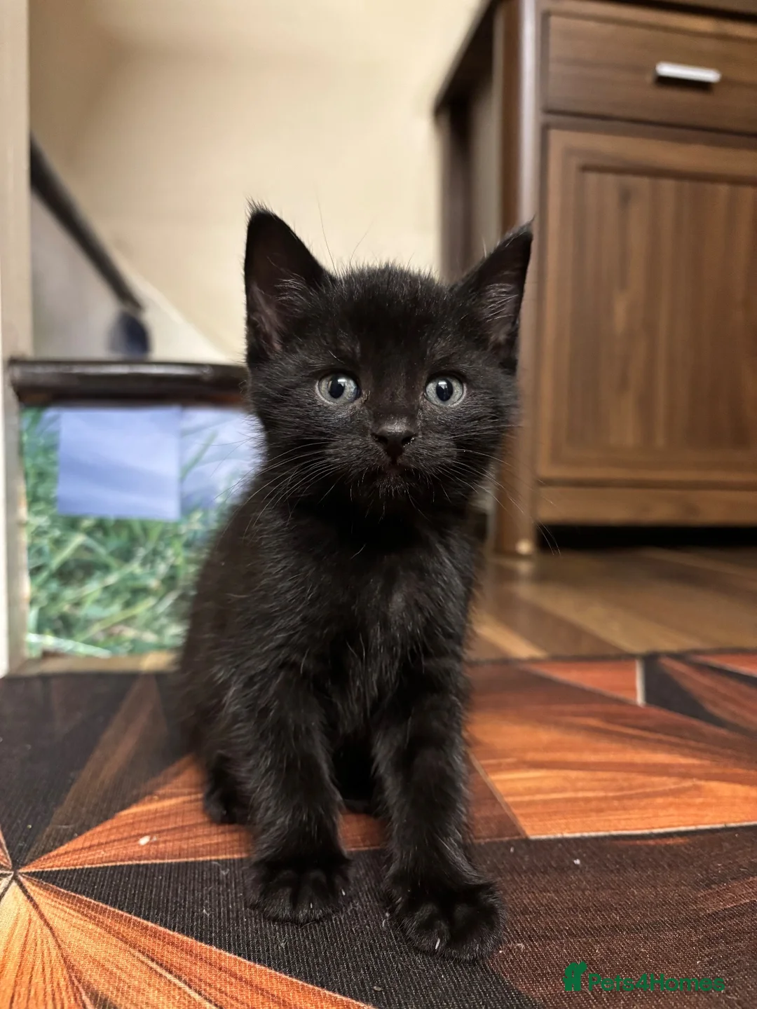 Mixed Breed cats for sale: 5 cute kittens - MALE AND FEMALE - Advert 11