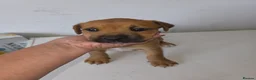 Mixed Breed dogs for sale: Beautiful coloured pups - Advert 9