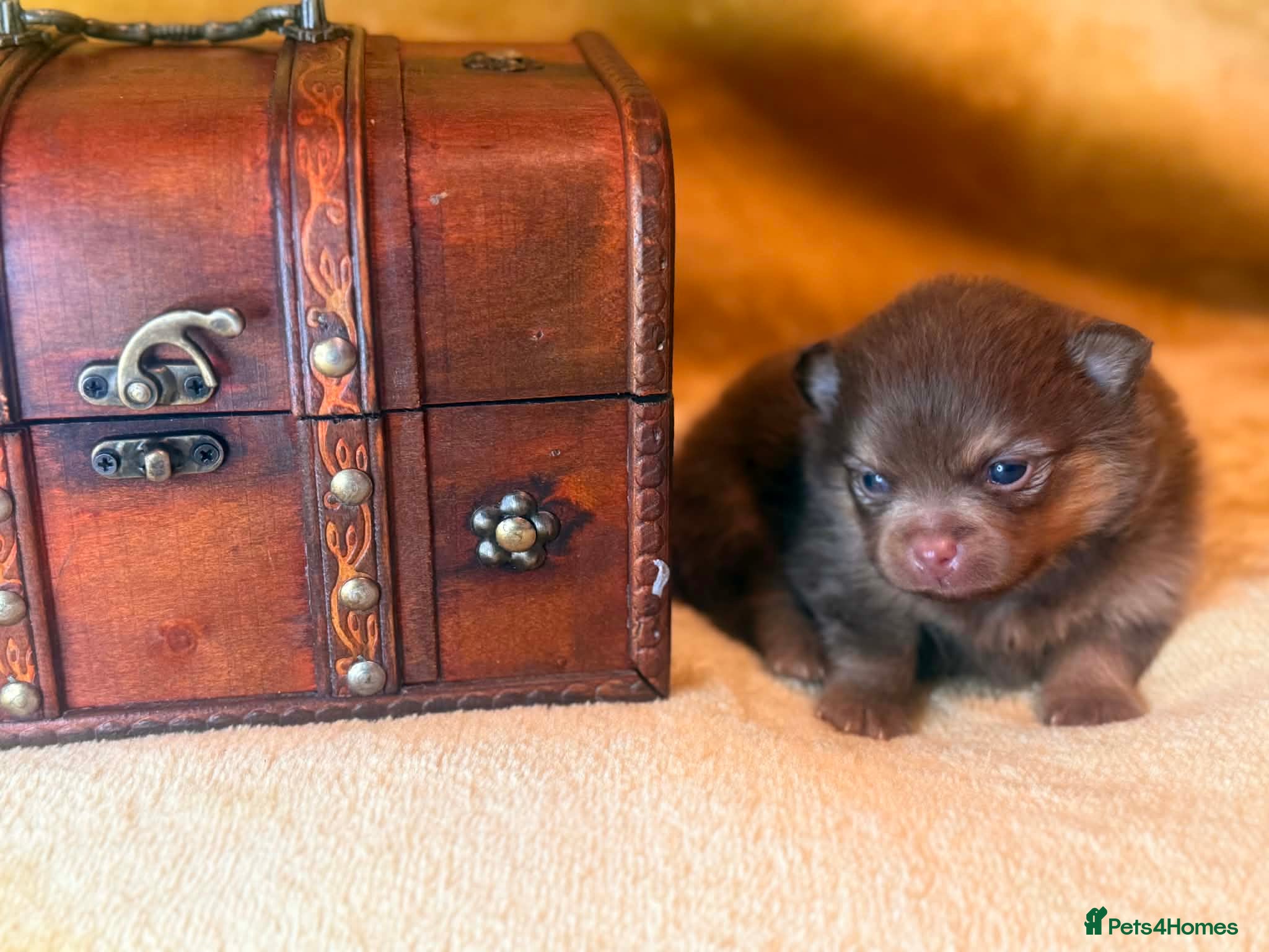 Pomeranian dogs Kc registered Pom babys 4 weeks old x - Advert 14