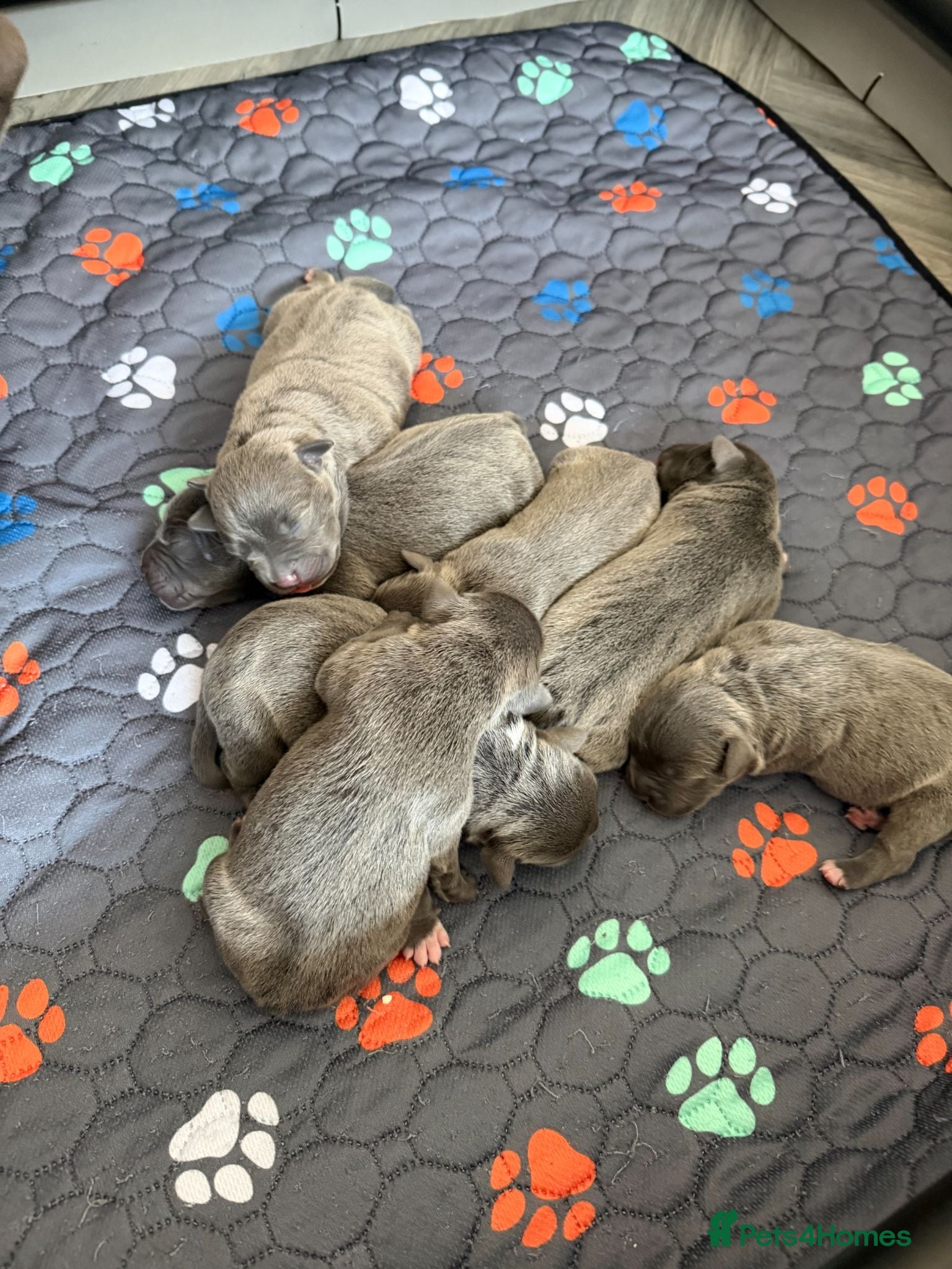 Staffordshire Bull Terrier dogs Blue Staffordshire Bull Terrier Pups Family Raised - Advert 2