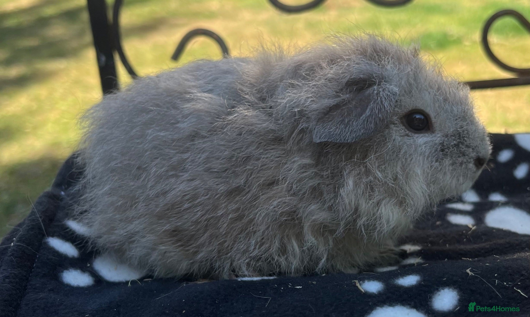 Guinea Pig rodents Guniea pigs. - Advert 6