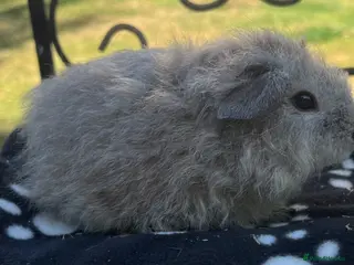 Guinea Pig rodents Guniea pigs. - Advert 6