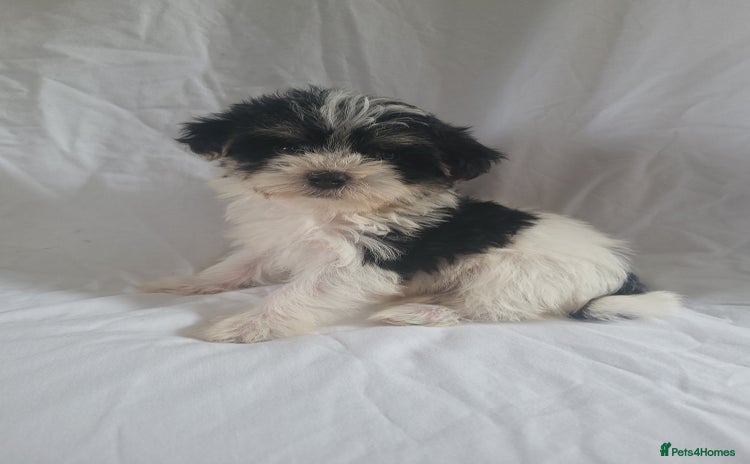 Morkie dogs - Advert 4