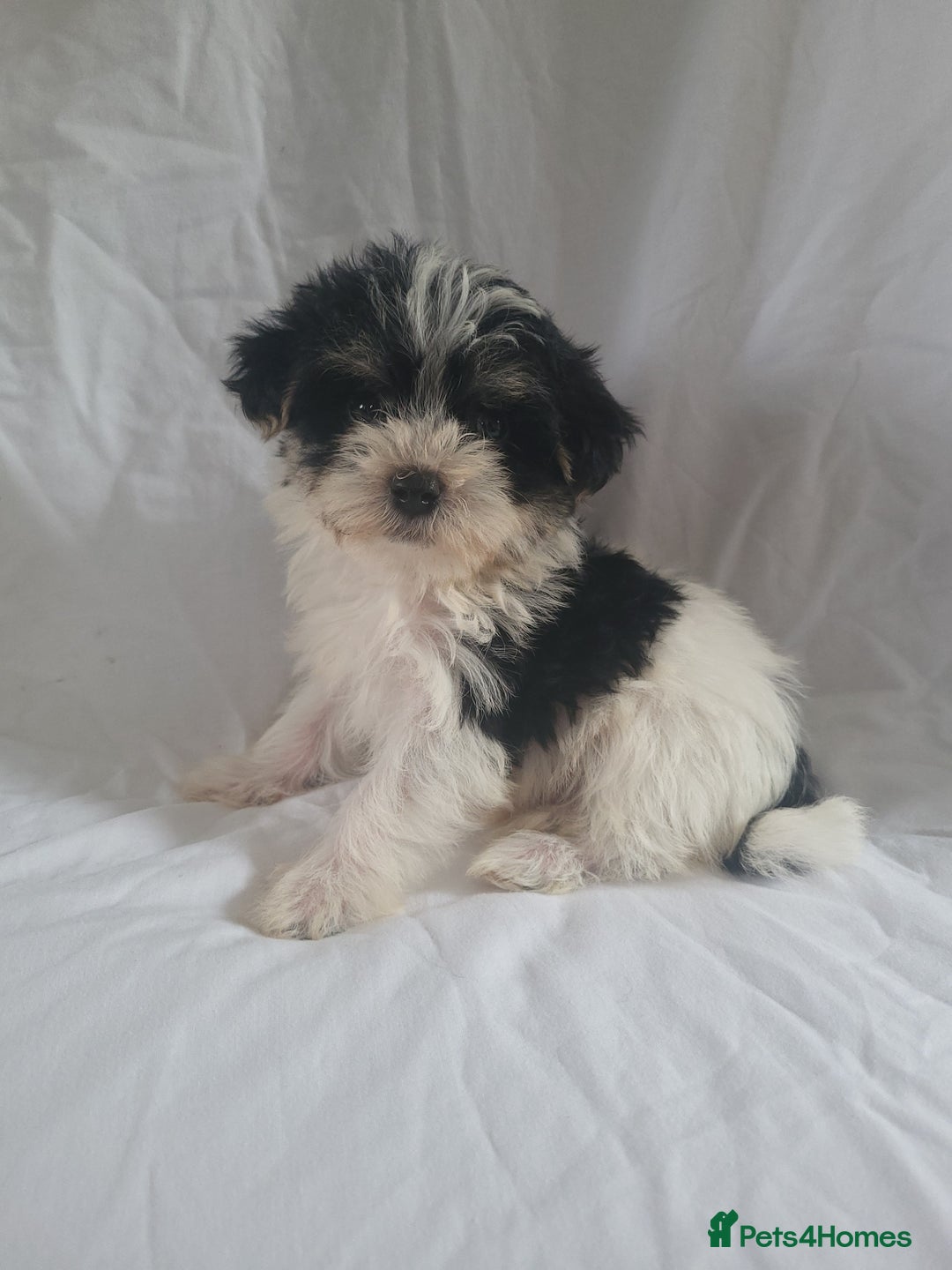 Morkie dogs for sale: Morkie puppies 5 🌟licence breeder  - Image 1
