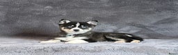 Pomsky dogs for sale: F3 blue eyes perfect husky markings Pomsky puppies - Advert 10