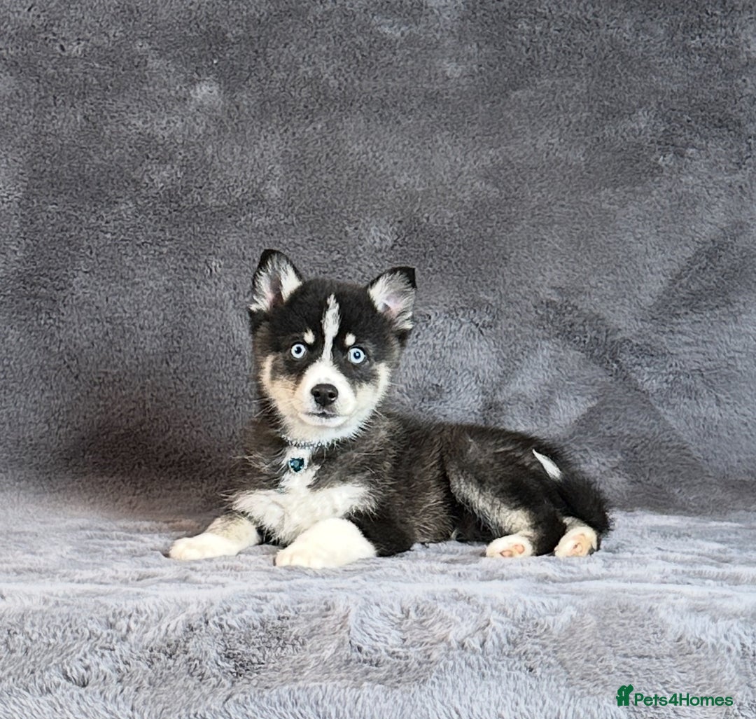 Pomsky dogs for sale: F3 blue eyes perfect husky markings Pomsky puppies - Advert 10
