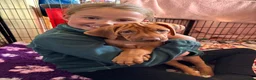Rhodesian Ridgeback dogs for sale: Exceptionally Health Tested KC Ridgeback Puppies - Advert 22