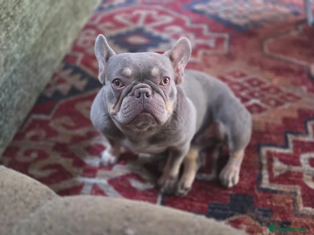 French Bulldog dogs for sale: French Bulldog - Advert 2