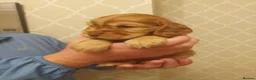 Cocker Spaniel dogs for sale: BEAUTIFUL KC REG SHOW TYPE COCKER SPANIEL PUPPIES - Advert 11