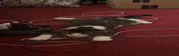 Mixed Breed cats for sale: Two kittens for rehoming - Advert 4